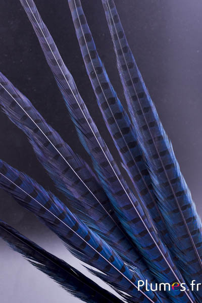 Faisan de Colchide - 35-45 cm - bleu nuit